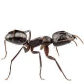 ant exterminator wasaga