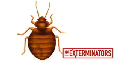 bed bug control wasaga