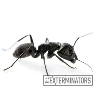 ant control wasaga