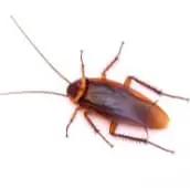 cockroach infestation wasaga