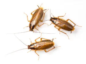 cockroach control wasaga