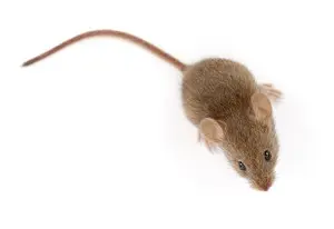 mice infestation wasaga