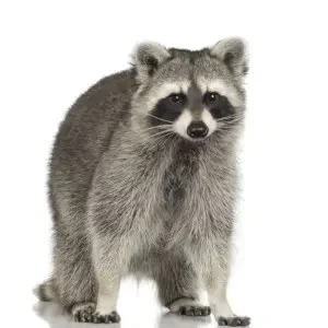 raccoon control wasaga