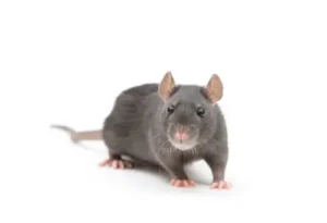 rat control wasaga