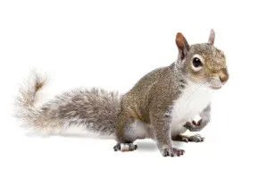 squirrel control wasaga