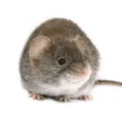 mouse control wasaga